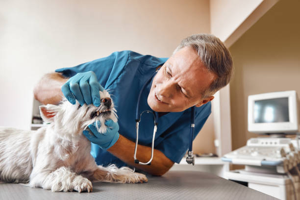 Best Emergency Treatment for Toothache in Morrisville, VT